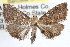  ( - RBMIS-0857)  @11 [ ] CreativeCommons - Attribution (2009) Unspecified Centre for Biodiversity Genomics