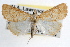  (Glaphyria - RBMIS-0867)  @15 [ ] CreativeCommons - Attribution (2009) Unspecified Centre for Biodiversity Genomics