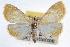  (Glaphyria glaphyralis - RBMIS-0874)  @15 [ ] CreativeCommons - Attribution (2009) Unspecified Centre for Biodiversity Genomics