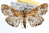  ( - RBMIS-0905)  @14 [ ] CreativeCommons - Attribution (2009) Unspecified Centre for Biodiversity Genomics