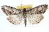  (Evergestis simulatilis - RBMIS-0917)  @15 [ ] CreativeCommons - Attribution (2009) Unspecified Centre for Biodiversity Genomics