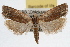  ( - RBMIS-0942)  @14 [ ] CreativeCommons - Attribution (2009) Unspecified Centre for Biodiversity Genomics