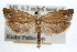  ( - RBMIS-0951)  @11 [ ] CreativeCommons - Attribution (2009) Unspecified Centre for Biodiversity Genomics