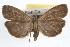  ( - RBMIS-0970)  @14 [ ] CreativeCommons - Attribution (2009) Unspecified Centre for Biodiversity Genomics