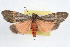  ( - RBMIS-1012)  @14 [ ] CreativeCommons - Attribution (2009) Unspecified Centre for Biodiversity Genomics