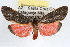  ( - RBMIS-1016)  @13 [ ] CreativeCommons - Attribution (2009) Unspecified Centre for Biodiversity Genomics