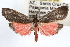  ( - RBMIS-1017)  @13 [ ] CreativeCommons - Attribution (2009) Unspecified Centre for Biodiversity Genomics