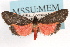 ( - RBMIS-1018)  @13 [ ] CreativeCommons - Attribution (2009) Unspecified Centre for Biodiversity Genomics