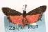  ( - RBMIS-1019)  @12 [ ] CreativeCommons - Attribution (2009) Unspecified Centre for Biodiversity Genomics