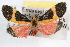  ( - RBMIS-1023)  @14 [ ] CreativeCommons - Attribution (2009) Unspecified Centre for Biodiversity Genomics