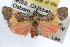  ( - RBMIS-1030)  @13 [ ] CreativeCommons - Attribution (2009) Unspecified Centre for Biodiversity Genomics