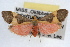  ( - RBMIS-1032)  @11 [ ] CreativeCommons - Attribution (2009) Unspecified Centre for Biodiversity Genomics