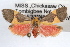  ( - RBMIS-1033)  @11 [ ] CreativeCommons - Attribution (2009) Unspecified Centre for Biodiversity Genomics