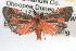  ( - RBMIS-1038)  @14 [ ] CreativeCommons - Attribution (2009) Unspecified Centre for Biodiversity Genomics