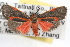  ( - RBMIS-1039)  @14 [ ] CreativeCommons - Attribution (2009) Unspecified Centre for Biodiversity Genomics