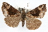  ( - RBMIS-1070)  @13 [ ] CreativeCommons - Attribution (2009) Unspecified Centre for Biodiversity Genomics