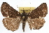  ( - RBMIS-1073)  @14 [ ] CreativeCommons - Attribution (2009) Unspecified Centre for Biodiversity Genomics