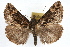  ( - RBMIS-1078)  @13 [ ] CreativeCommons - Attribution (2009) Unspecified Centre for Biodiversity Genomics
