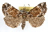  (Hypena abalienalis - RBMIS-1083)  @14 [ ] CreativeCommons - Attribution (2009) Unspecified Centre for Biodiversity Genomics