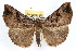  ( - RBMIS-1090)  @15 [ ] CreativeCommons - Attribution (2009) Unspecified Centre for Biodiversity Genomics