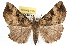  ( - RBMIS-1091)  @14 [ ] CreativeCommons - Attribution (2009) Unspecified Centre for Biodiversity Genomics