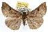 ( - RBMIS-1093)  @14 [ ] CreativeCommons - Attribution (2009) Unspecified Centre for Biodiversity Genomics