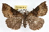  ( - RBMIS-1094)  @14 [ ] CreativeCommons - Attribution (2009) Unspecified Centre for Biodiversity Genomics