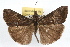  ( - RBMIS-1098)  @14 [ ] CreativeCommons - Attribution (2009) Unspecified Centre for Biodiversity Genomics