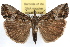  ( - RBMIS-1100)  @14 [ ] CreativeCommons - Attribution (2009) Unspecified Centre for Biodiversity Genomics