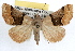  ( - RBMIS-1113)  @14 [ ] CreativeCommons - Attribution (2009) Unspecified Centre for Biodiversity Genomics