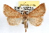  ( - RBMIS-1116)  @15 [ ] CreativeCommons - Attribution (2009) Unspecified Centre for Biodiversity Genomics