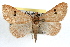  ( - RBMIS-1118)  @15 [ ] CreativeCommons - Attribution (2009) Unspecified Centre for Biodiversity Genomics