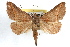  (Hemeroplanis parallela - RBMIS-1121)  @15 [ ] CreativeCommons - Attribution (2009) Unspecified Centre for Biodiversity Genomics