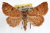  (Hemeroplanis punitalis - RBMIS-1123)  @15 [ ] CreativeCommons - Attribution (2009) Unspecified Centre for Biodiversity Genomics