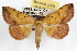  (Hemeroplanis scopulepes - RBMIS-1125)  @15 [ ] CreativeCommons - Attribution (2009) Unspecified Centre for Biodiversity Genomics