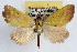  (Phytometra orgiae - RBMIS-1129)  @15 [ ] CreativeCommons - Attribution (2009) Unspecified Centre for Biodiversity Genomics