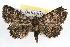 ( - RBMIS-1145)  @13 [ ] CreativeCommons - Attribution (2010) Unspecified Centre for Biodiversity Genomics