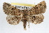  ( - RBMIS-1155)  @15 [ ] CreativeCommons - Attribution (2010) Unspecified Centre for Biodiversity Genomics