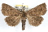  ( - RBMIS-1176)  @14 [ ] CreativeCommons - Attribution (2010) Unspecified Centre for Biodiversity Genomics