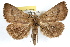  ( - RBMIS-1178)  @11 [ ] CreativeCommons - Attribution (2010) Unspecified Centre for Biodiversity Genomics