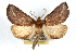  (Phyprosopus callitrichoides - RBMIS-1182)  @15 [ ] CreativeCommons - Attribution (2010) Unspecified Centre for Biodiversity Genomics