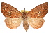  (Hypsoropha monilis - RBMIS-1192)  @15 [ ] CreativeCommons - Attribution (2010) Unspecified Centre for Biodiversity Genomics