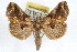  ( - RBMIS-1195)  @13 [ ] CreativeCommons - Attribution (2010) Unspecified Centre for Biodiversity Genomics
