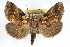  ( - RBMIS-1196)  @14 [ ] CreativeCommons - Attribution (2010) Unspecified Centre for Biodiversity Genomics
