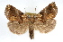  ( - RBMIS-1197)  @14 [ ] CreativeCommons - Attribution (2010) Unspecified Centre for Biodiversity Genomics