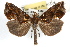  (Plusiodonta thomae - RBMIS-1198)  @14 [ ] CreativeCommons - Attribution (2010) Unspecified Centre for Biodiversity Genomics