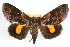  (Gonodonta bidens tenebrosa - RBMIS-1201)  @11 [ ] CreativeCommons - Attribution (2010) Unspecified Centre for Biodiversity Genomics