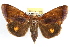  (Gonodonta - RBMIS-1202)  @16 [ ] CreativeCommons - Attribution (2010) Unspecified Centre for Biodiversity Genomics