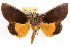  (Gonodonta sicheas - RBMIS-1204)  @15 [ ] CreativeCommons - Attribution (2010) Unspecified Centre for Biodiversity Genomics