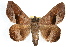  (Epidromia rotundata - RBMIS-1216)  @15 [ ] CreativeCommons - Attribution (2010) Unspecified Centre for Biodiversity Genomics